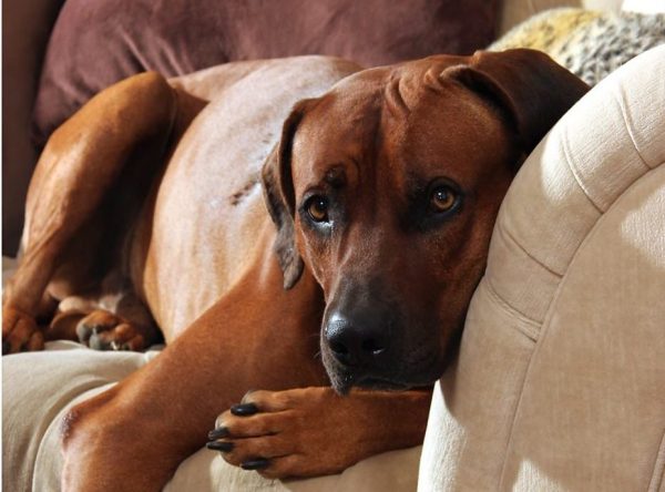 Pets are an important part of our lives. With a little planning you can make sure your home is comfortable and inviting for all creatures dwelling in it.